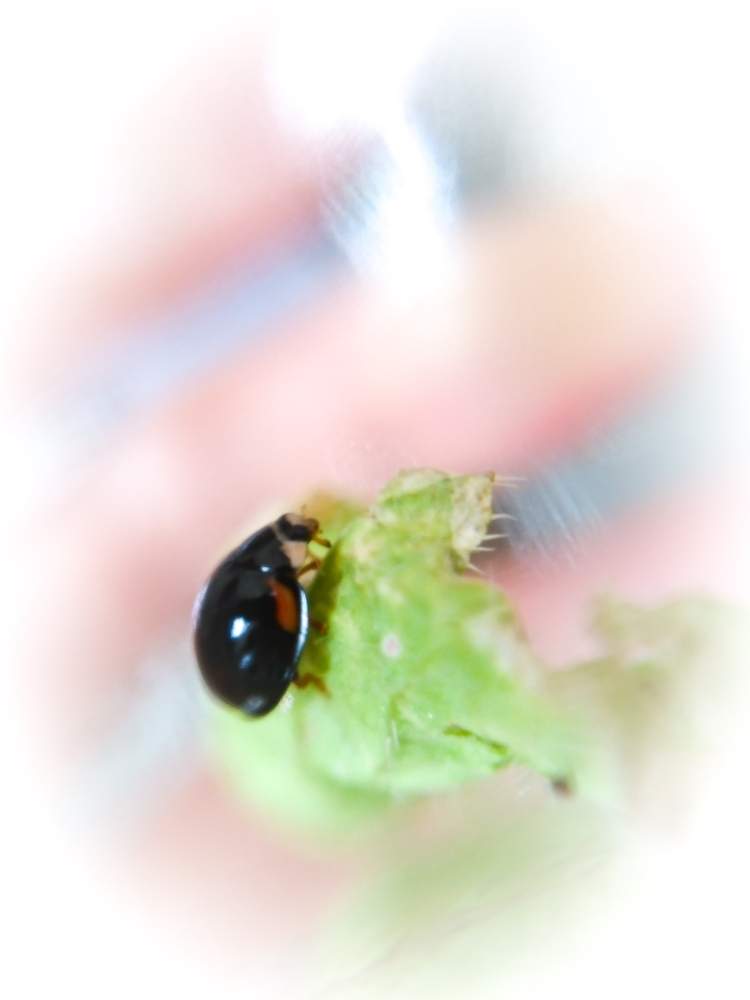 テントウムシ 害虫 黒いてんとう虫は害虫かもしれません てんとう虫の種類と駆除まとめ 生活110番ニュース