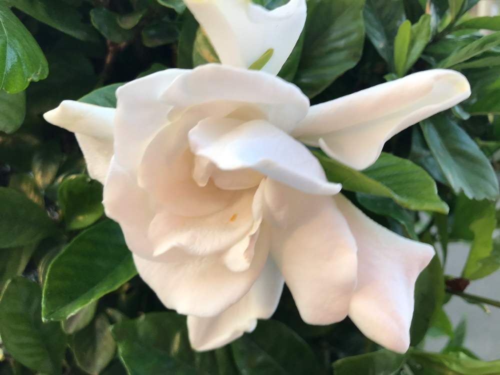 クチナシの投稿画像 By ポチさん Gs映えと花のある暮らしと白が好きと白い花と良い香りとiphone撮影 月6月18日 Greensnap グリーンスナップ