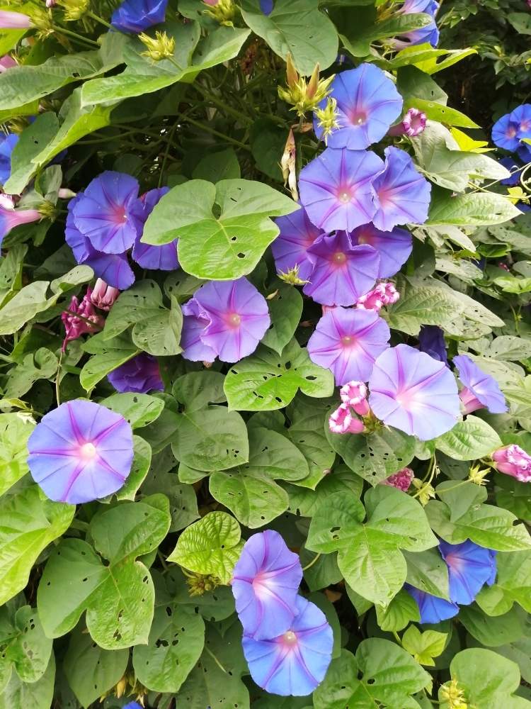 琉球アサガオ オーシャンブルー 野朝顔 宿根朝顔の投稿画像 By Sayukiさん 月6月18日 Greensnap グリーンスナップ