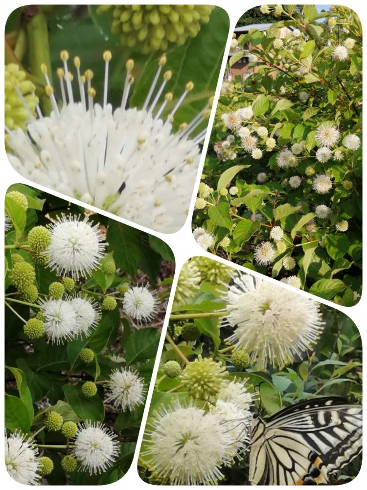 谷渡りの木の投稿画像 By かんすみさん スマホ撮影とキュンキュン乙女倶楽部と医療 介護の皆様に感謝とあなたに届け としなやかにとしぞーか勢とおうち園芸とキュンキュン乙女倶楽部no259と青空の下と地植え 月6月18日 Greensnap グリーンスナップ