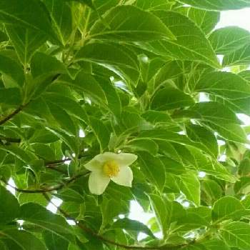 ヒメシャラの花の投稿画像一覧 Greensnap グリーンスナップ