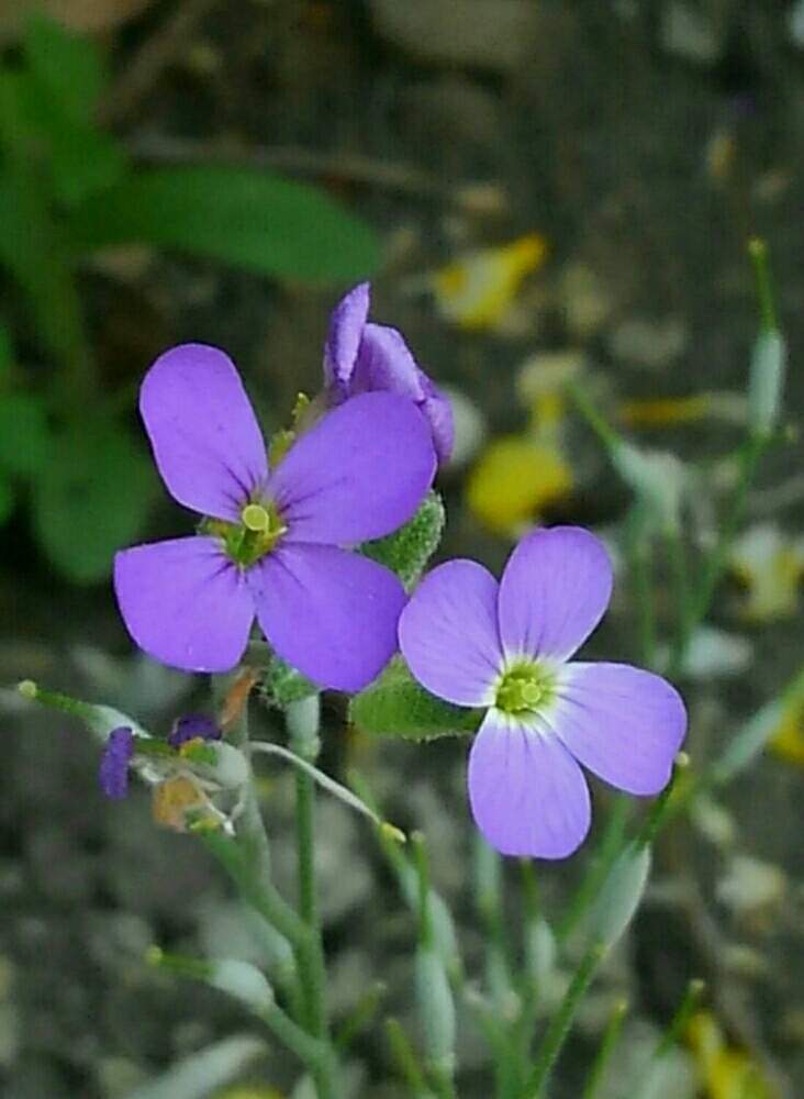 ムラサキナズナの投稿画像 By Fさよfさん オーブリエチナとめんこいと青紫色の花と紫なず菜と青い花と君に捧ぐとコロナおしりペンペン ὢ とめんこいと青紫色の花と紫なず菜と青い花と君に捧ぐとコロナおしりペンペン ὢ 月6月18日