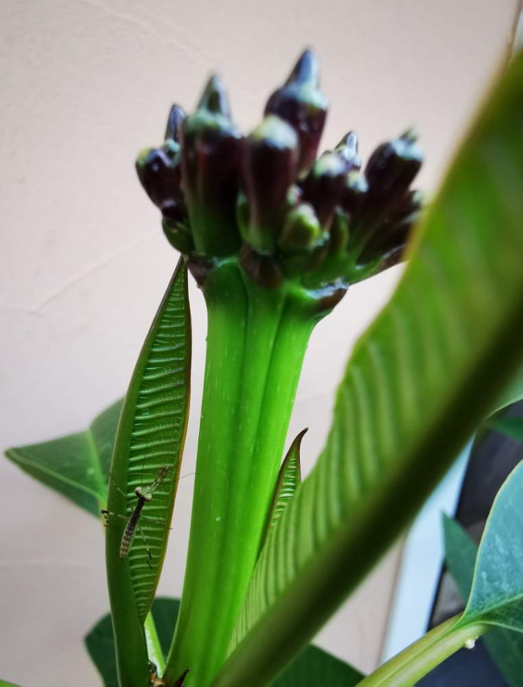 プルメリアの投稿画像 By Konaさん ハラビロカマキリとプルメリア と南国植物とおうち園芸と鉢植えとプルメリアの花芽 月6月18日 Greensnap グリーンスナップ