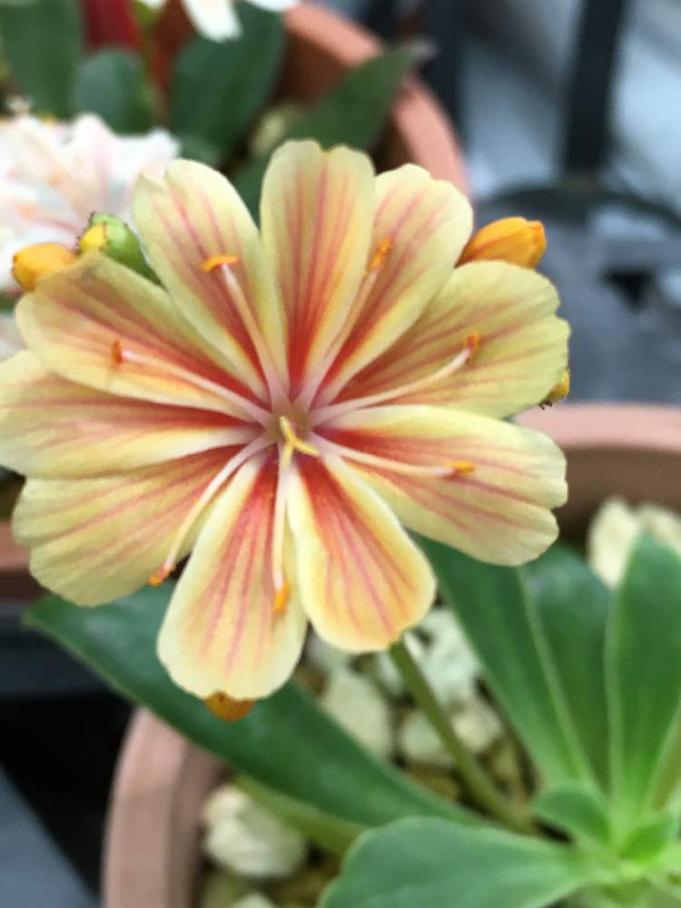 レウィシアの投稿画像 By カズアムさん 多年草 月6月18日 Greensnap グリーンスナップ