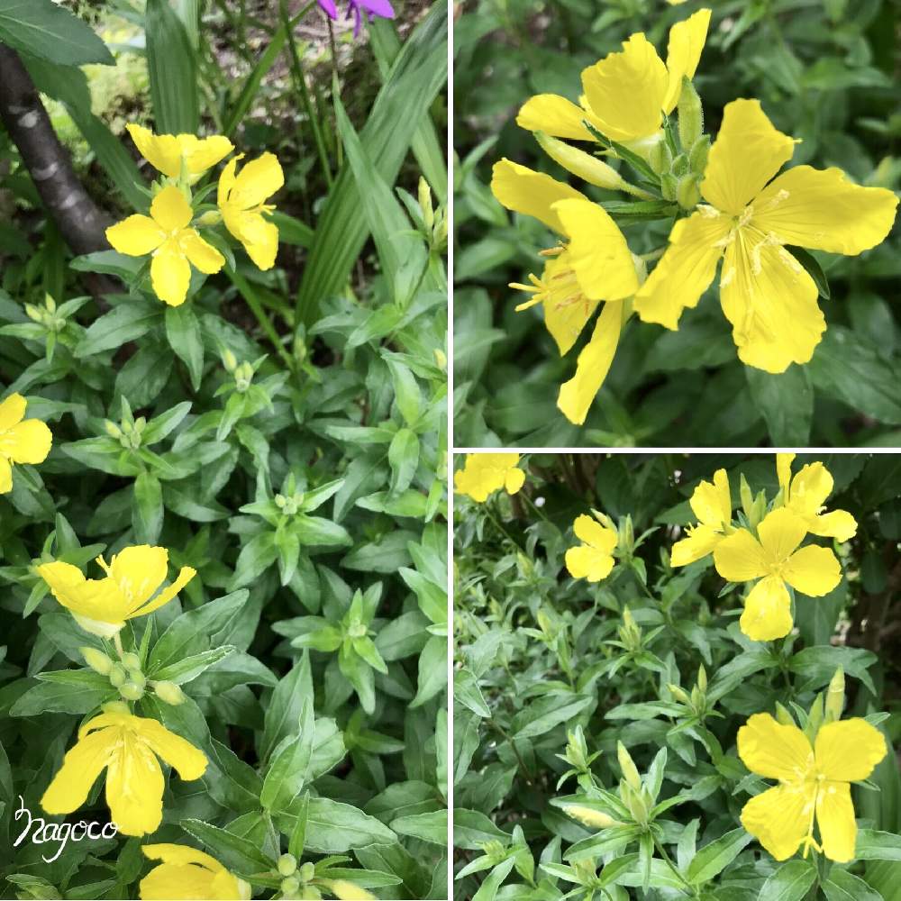 キダチマツヨイグサの投稿画像 By なごこさん 木立待宵草と山野草と野草と花のある暮らし 月6月18日 Greensnap グリーンスナップ