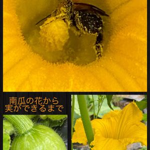 花の中の蜜蜂,南瓜九重種,花の下の南瓜の赤ちゃん,野菜の花,オーガニック野菜 の画像