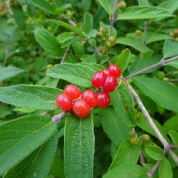 ヨメゴロシの投稿画像一覧｜🍀GreenSnap（グリーンスナップ）