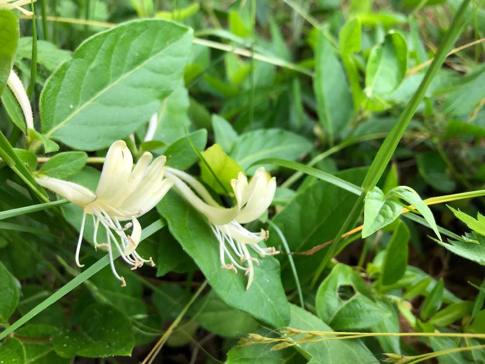 スイカズラの投稿画像 By Buさん お出かけ先と野草と山野草とスイカズラ属とつる性植物とスイカズラ科と白い花と金銀花 と散歩中と野草と山野草と スイカズラ属とつる性植物とスイカズラ科と白い花と金銀花 と散歩中 月6月18日 Greensnap グリーンスナップ