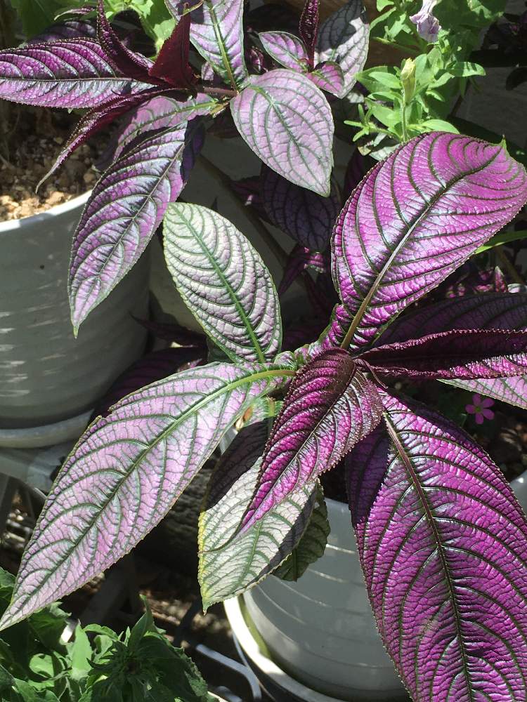 ウラムラサキの投稿画像 By Manabeさん ウラムラサキ 和名 ストロビランテスとお出かけ先と観葉植物とキツネノマゴ科とイセハナビ属とムラサキ色の葉と観葉植物とキツネノマゴ科とイセハナビ属とムラサキ色の葉 月6月18日 Greensnap グリーンスナップ