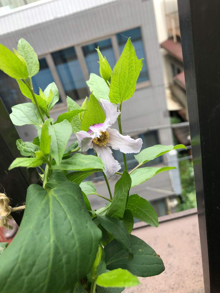 クレマチス ベネディクトの投稿画像 By 柚子さん 花咲いちゃいました とおうち園芸と バラとクレマチス フォトコン 月6月18日 Greensnap グリーンスナップ