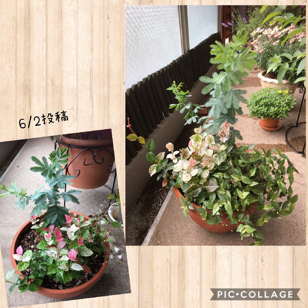 ハツユキカズラの投稿画像 By Totochiさん ブライダルベールとミモザと寄せ植えと観葉植物と小さな花と白いお花 月6月18日 Greensnap グリーンスナップ