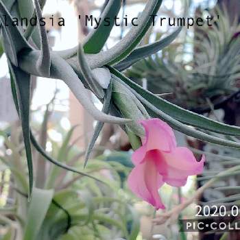 Tillandsia 'Mystic Trumpet'の画像 by ま〜さん | 小さな庭とTillandsia 'Mystic Trumpet'とエアプランツ チランジアと花が咲いたとエアープランツ☆と記念撮影と元気に育ってます♪とチランジア属と成長記録と初咲きとかわいい