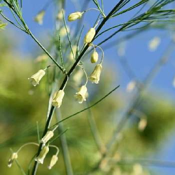 アスパラガスの花の投稿画像一覧 Greensnap グリーンスナップ