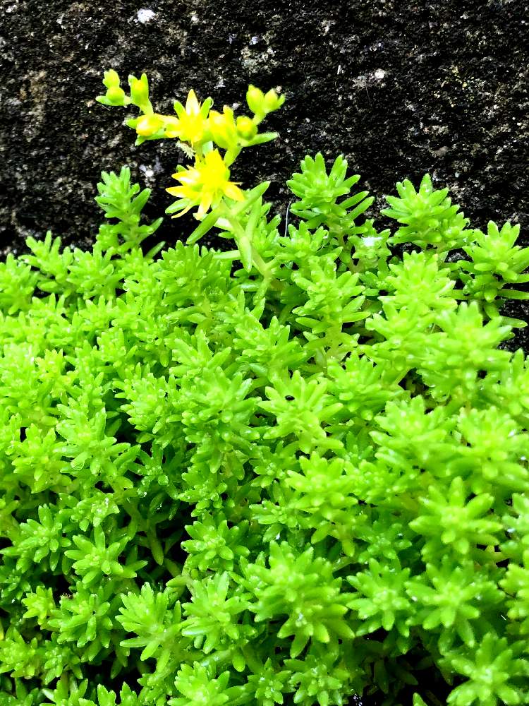 セダムの投稿画像 By リンツさん 苔 コケ と花が咲いたと苔 こけ と庭の植物と勝手に生えたとどんどん増える 月6月18日 Greensnap グリーンスナップ