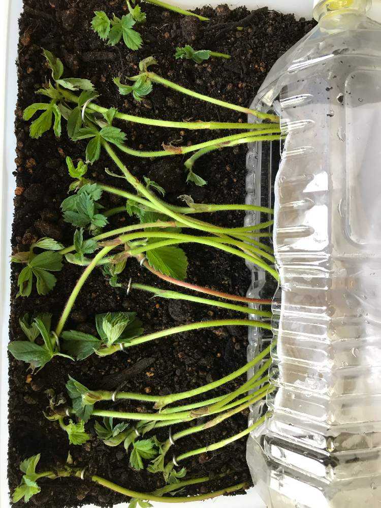 日照りなんだ困ったね Greensnap グリーンスナップ