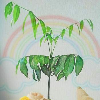 ジャックと豆の木の画像 by STᗩΚIТTYさん | 部屋とラッキービーンとモピーディックと観葉植物とドリームペッツとジャックと豆の木と植玩と植物と玩具