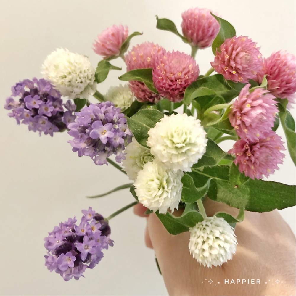 千日紅の投稿画像 By Happier さん ラベンダーとイングリッシュラベンダー とセンニチコウと植物のある暮らしとピンクの花とブーケと可愛いと花のある暮らしとかわいいと白い花と紫の花と切り花と花束とおうちを彩る花 月6月18日 Greensnap