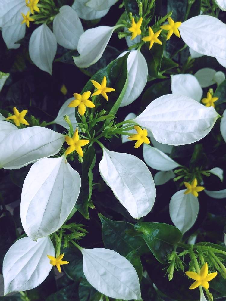 ハンカチの花の投稿画像 By ゆこ さん 今日もお疲れ様 と笑顔の１日と花との一期一会とよい 1日をと優しいピンク色 と花屋さんと会えて嬉しいと素敵な花言葉と可愛い と花のある暮らし 月6月18日 Greensnap グリーンスナップ