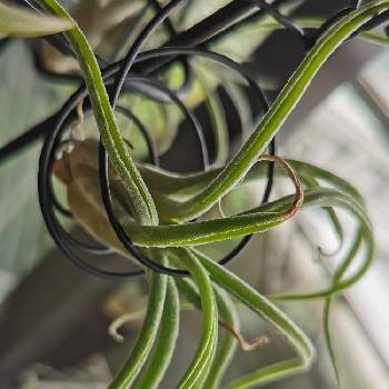 チランジア カプトメドゥーサエの花の投稿画像一覧 Greensnap グリーンスナップ