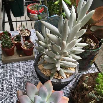 下葉の枯れの投稿画像一覧 Greensnap グリーンスナップ