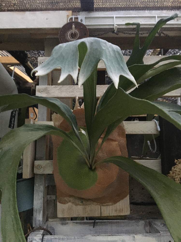 ビカクシダ ヒリーの投稿画像 By Jokerさん 着生植物と コウモリラン と ビカクシダとビカクシダ板付と緑のある暮らしと着生シダとシダ植物と ビカクシダ属 月6月18日 Greensnap グリーンスナップ