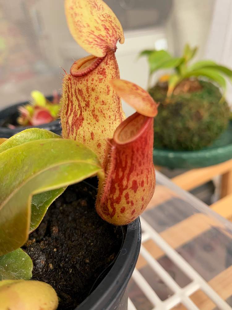 ウツボカズラの投稿画像 By Beastboyさん ウツボカズラ Gayaと食虫植物とネペンテス属 月6月18日 Greensnap グリーンスナップ