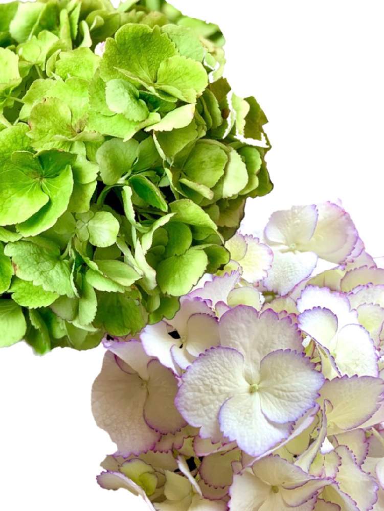 ハイドランジアの投稿画像 By あじさいさん アジサイと紫陽花 アジサイ あじさいと秋色とハイドランジア と鉢植えと成長記録と名前は不明と色変わりとアジサイ大好き 月6月18日 Greensnap グリーンスナップ