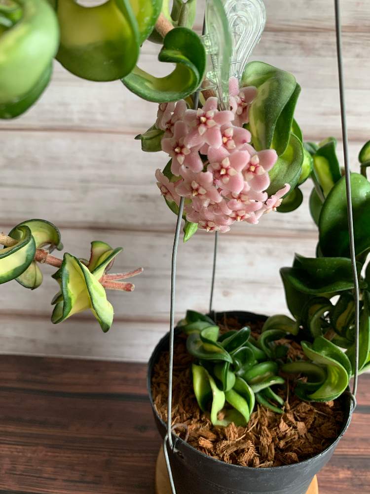 まーるさん確認用 緑葉カルノーサコンパクタ Ninet Com Pe