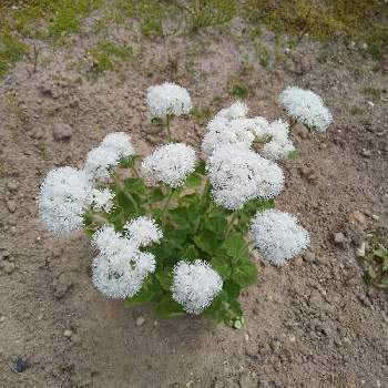 アゲラタム ハイタイドの投稿画像一覧 Greensnap グリーンスナップ