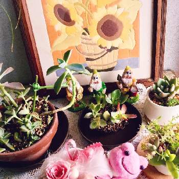 娘からプレゼント ピンクのカエルさんの投稿画像一覧 Greensnap グリーンスナップ