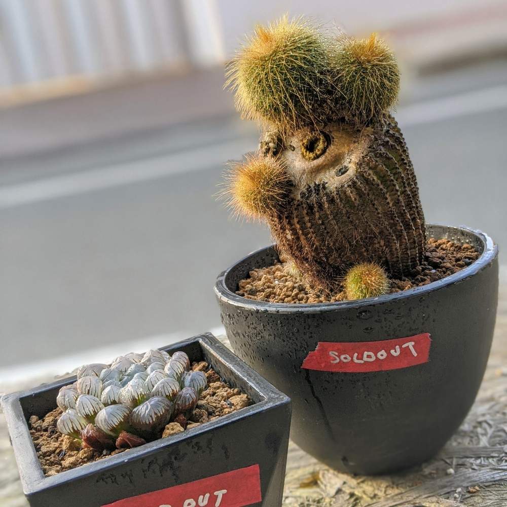 金晃丸の投稿画像 By Woncloさん 紫オブツーサと多肉植物と愛知とサボテン科と豊橋と店頭販売 月6月18日 Greensnap グリーンスナップ