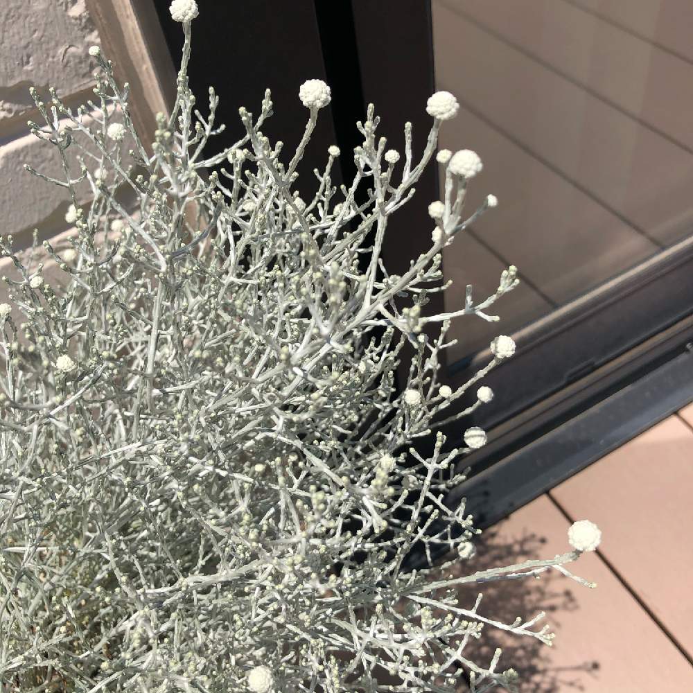 初心者の投稿画像 By るんるんさん シルバーリーフと花のある暮らしとカロケファルス プラチーナとバルコニー ベランダと初心者とシルバーリーフと花のある暮らし 月6月18日 Greensnap グリーンスナップ Greensnap グリーンスナップ