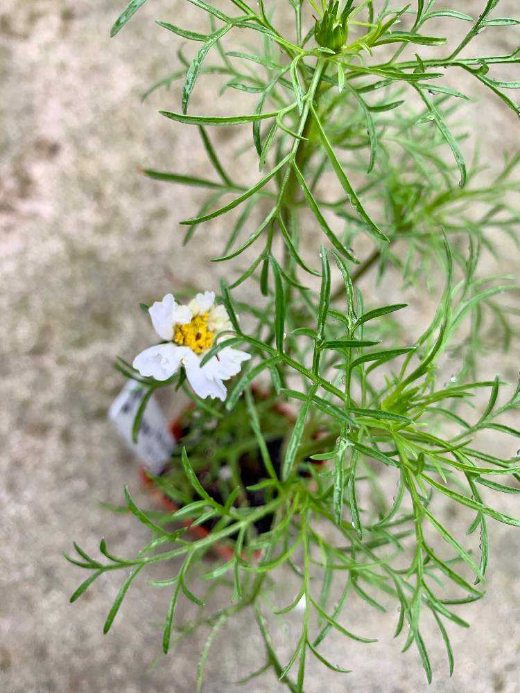 ３０粒 コスモス ダブルクリック クランベリー 秋桜 こすもす