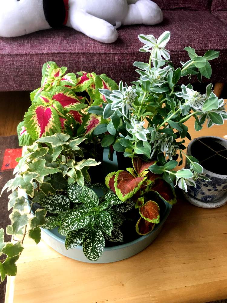 コリウスの投稿画像 By のんちゃんさん コリウスとヒポエステスと斑入り へデラとユーフォルビア 初雪草と観葉植物とおうち園芸 月6月18日 Greensnap グリーンスナップ