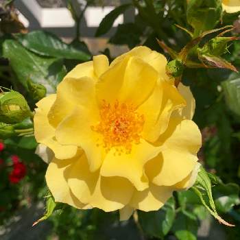 バラ（サンフレーア）の画像 by tsukaさん | 小さな庭とバラ（サンフレーア）と今日の一枚と今日のお花と花のある暮らしとバラを楽しむと咲いた！
