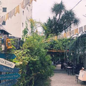 代々木ビレッジの投稿画像一覧 Greensnap グリーンスナップ