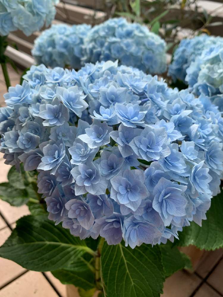 紫陽花 サファイアクイーンの投稿画像 By みかみかさん バルコニー ベランダと花のある暮らしと花が好きと紫陽花 とおうち園芸と花のある暮らしと花が好きと紫陽花 とおうち園芸 月6月18日 Greensnap グリーンスナップ Greensnap グリーンスナップ