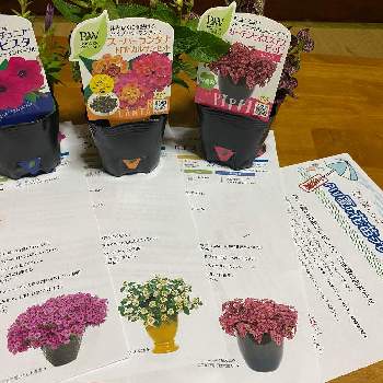 スーパーランタナ Proven Winners Pw ガーデニング 園芸 花苗 低木 多肉植物 花 植物