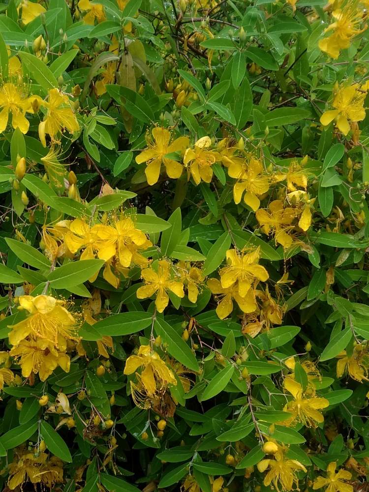 ビヨウヤナギの投稿画像 By くりぼうさん 初夏とスマホ撮影と植物のある暮らしと常緑樹とgs映えと挿し木とおうち園芸と梅雨と今日の一枚と緑のある暮らしと庭木と新緑と和風の庭とガーデニングと花のある暮らしと緑のある風景 月6月18日 Greensnap グリーン