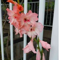 グラジオラスの画像