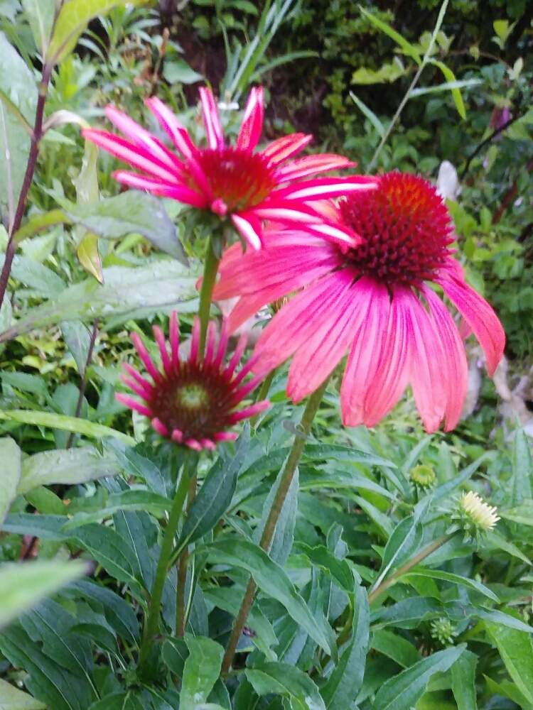 エキナセアの投稿画像 By ゆめ さん いつかの出逢い花 と雨上がり とご近所散歩と優しい花言葉と優しい花に癒やされてと素敵な色合いと花のある暮らしと可愛い 2020月6月18日 Greensnap グリーンスナップ
