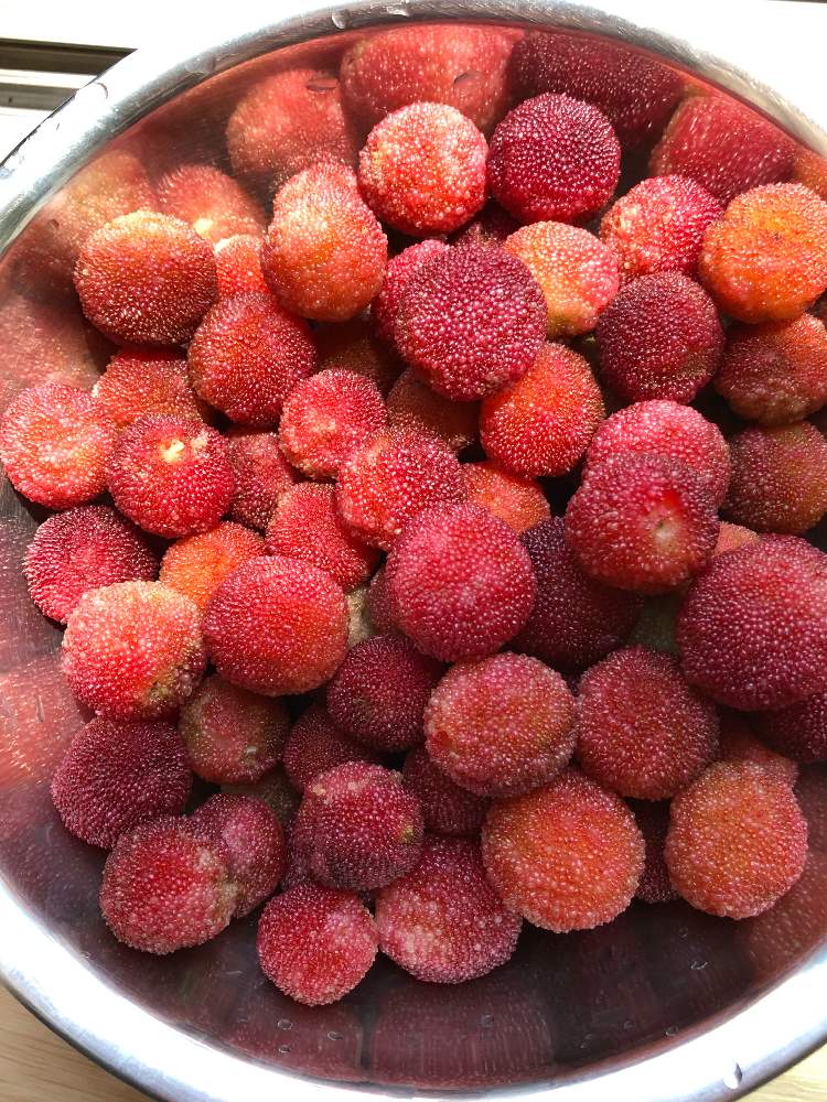 ヤマモモの果実の投稿画像 By みなちゃんさん 果実のなる木とヤマモモの赤い実とおうち園芸とヤマモモの木と日当たり良好 と小さなお庭 月6月 18日 Greensnap グリーンスナップ