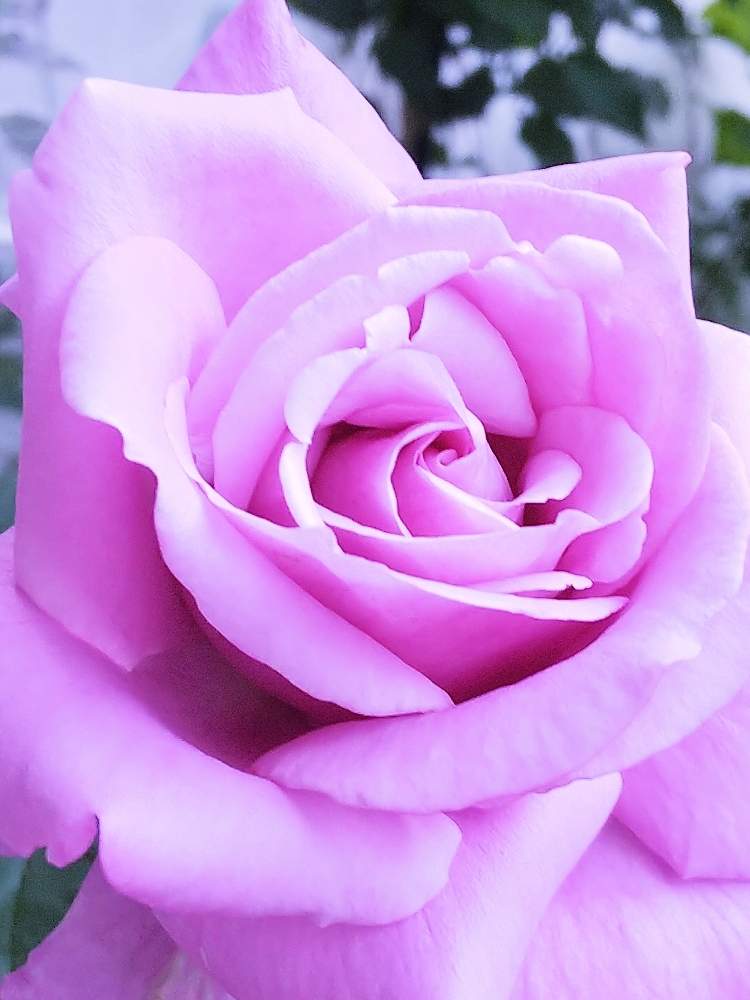 ばらの投稿画像 By M M77さん バラ シャルル ド ゴールと多肉植物とばら バラ 薔薇とおうちde菜園とシェードガーデンと公園とナチュラルガーデンとおうち園芸と紫陽花 アジサイ あじさいと小さな庭 とペチュニア と多肉女子と小庭 と小さな幸せ とアナベル大好き