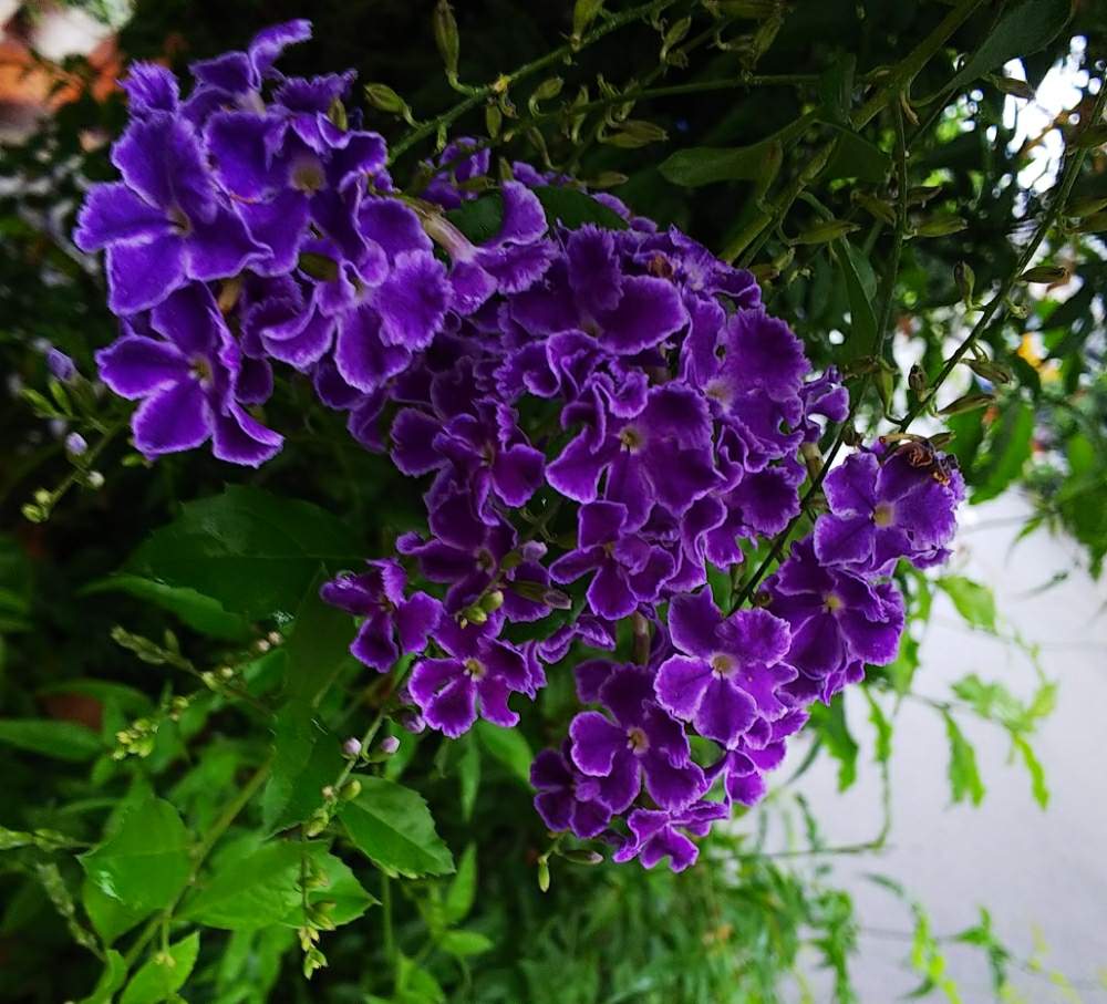 デュランタの投稿画像 By 魔女さん 朝のお散歩にてと紫色の花 月6月18日 Greensnap グリーンスナップ