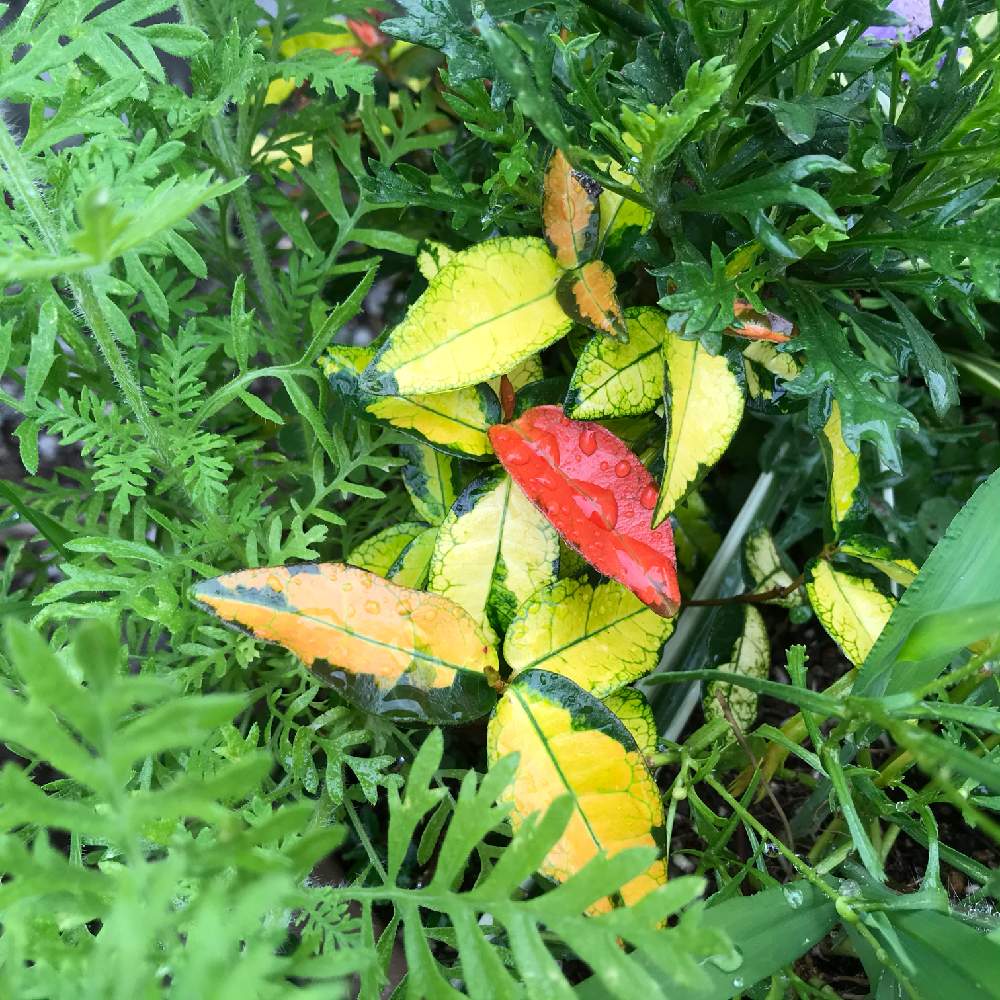 自然の投稿画像 By Takakoさん グリーンのある暮らしと黄金カズラ と癒しと絵画のようにと葉っぱとマイガーデンとgs映えとおうち園芸と芸術的と美しいと綺麗とオレンジ色と花のある暮らしと素敵 月6月18日 Greensnap グリーンスナップ