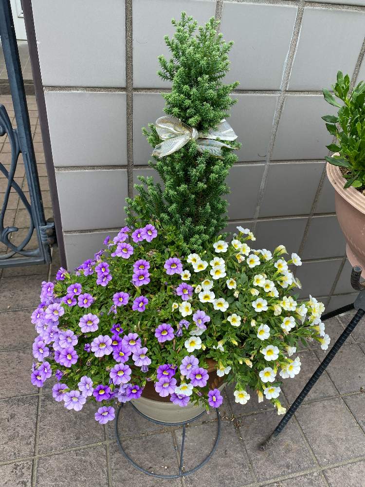 サフィニアの投稿画像 By Kaoriさん 花のある生活と紫色の花と綺麗と癒されるとお友達の玄関先のお花 と黄色い花 月6月18日 Greensnap グリーンスナップ
