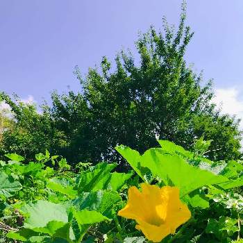 カボチャの花の画像 by haruさん | お出かけ先と花のある暮らしとカボチャの花と犬の散歩コース