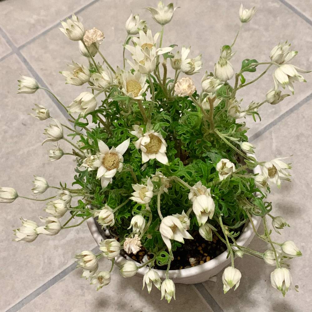 雨に打たれたフランネルフラワー Greensnap グリーンスナップ