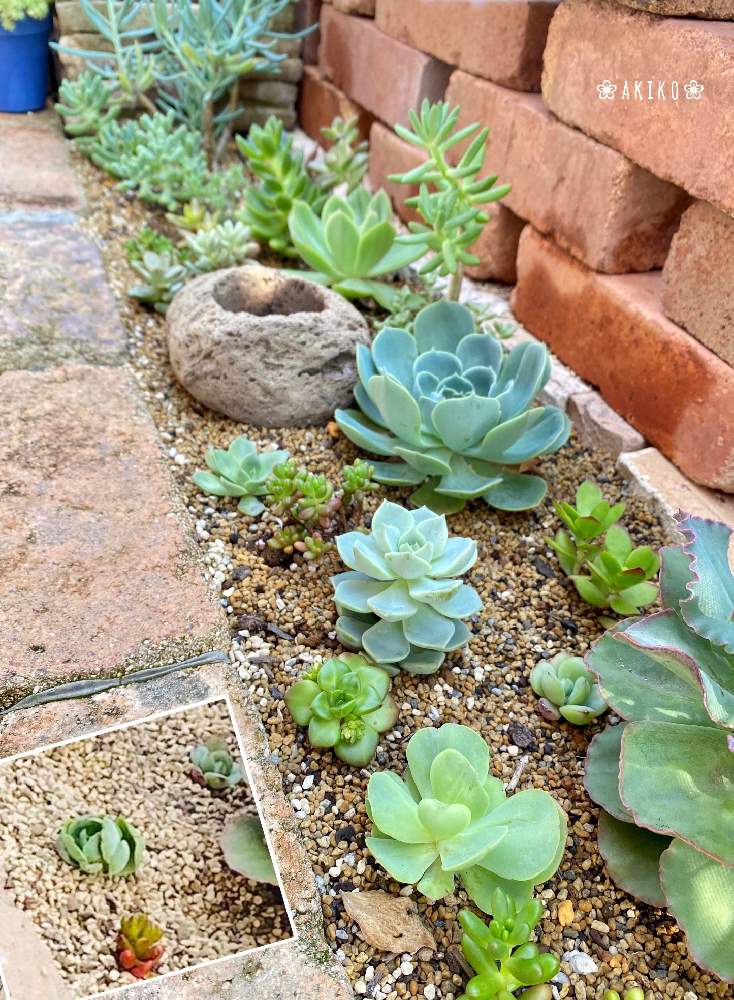 白牡丹の投稿画像 By Akiko さん 七福神とグリーンローズとピーチプリデと多肉植物とレンガの花壇と多肉の寄せ植えと地植えの多肉たちと多肉 植物のある暮らしと地植え多肉 月6月18日 Greensnap グリーンスナップ