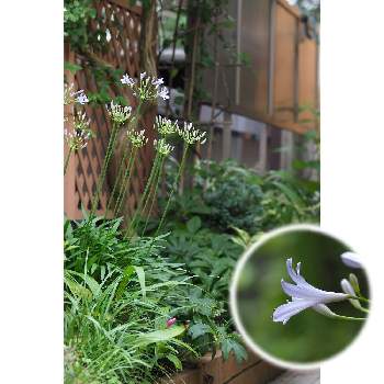 アガパンサス・ピーターパンの画像 by 我楽多さん | 小さな庭とアガパンサス・ピーターパンと６月の花とOM-D E-M1Ⅱと#OLM ED 75mm F1.8